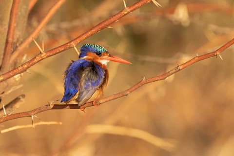 Malachite Kingfisher (Corythornis cristatus), Lake Baringo, Kenya