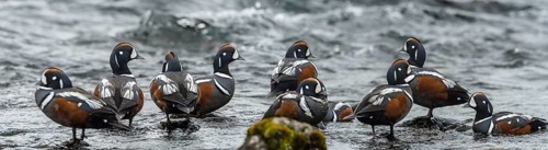 Harlequin Duck (Histrionicus histrionicus) male, Iceland