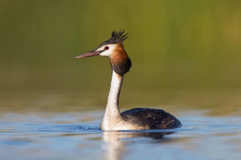 Australasian Crested Grebe (Podiceps cristatus australis), Victoria, Australia