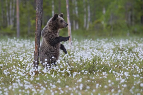 Eurasian Brown Bear (Ursus arctos) standing at tree trunk in white cottongrass, Finland