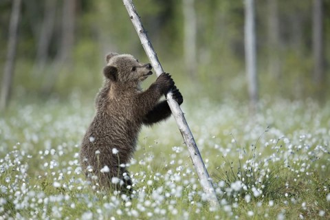 Eurasian Brown Bear (Ursus arctos) cub standing at tree trunk in white cottongrass, Finland