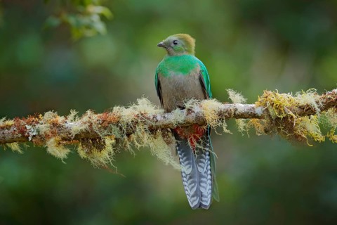 Resplendent Quetzal, Savegre in Costa Rica with green forest in background. Magnificent sacred