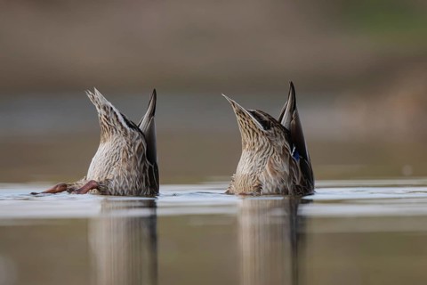 Mallard (Anas platyrhynchos) females dabbling, North Rhine-Westphalia, Germany