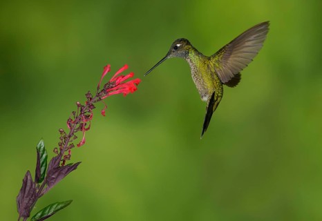 Magnificent Hummingbird (Eugenes fulgens) - San Gerrardo de Dota, Costa Rica