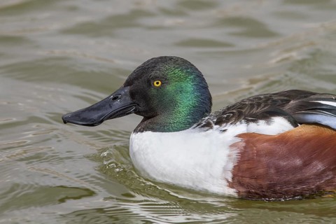 Northern Shoveler (Anas clypeata), male swimming on marsh, Tablas de Daimiel, Castilla la Mancha,