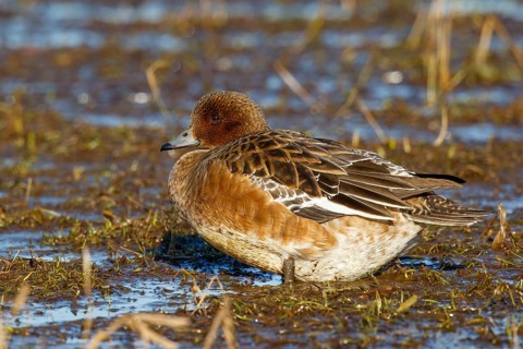 Eurasian Wigeon (Mareca penelope) female, Netherlands