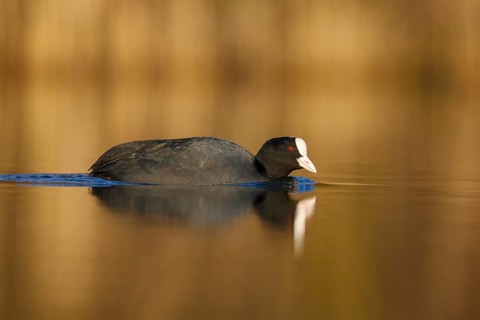 Eurasian Coot (Fulica atra), North Rhine-Westphalia, Germany