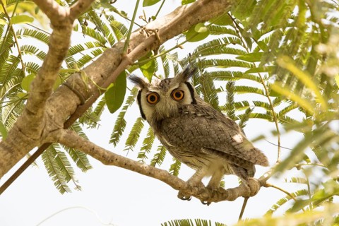 Northern White-faced Owl (Ptilopsis leucotis), Gambia