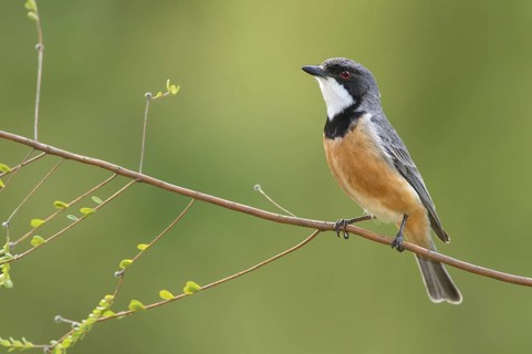 Rufous Whistler (Pachycephala rufiventris) male, Victoria, Australia