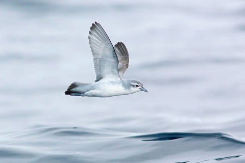 Fairy Prion (Pachyptila turtur) flying, Victoria, Australia