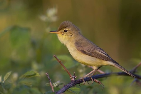 Melodious Warbler (Hippolais polyglotta) male, Rhineland-Palatinate, Germany