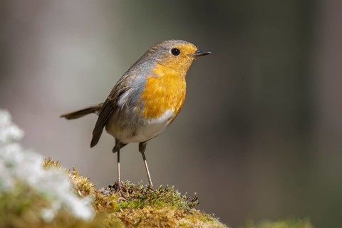 European Robin (erithacus rubecula) perched on moss, Galicia, Spain