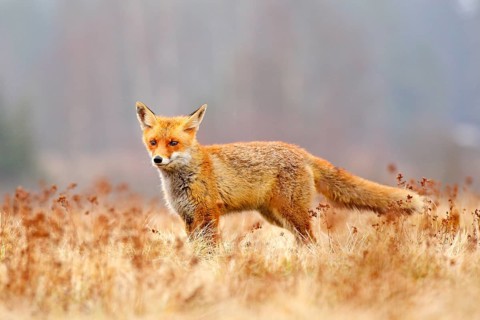 Red Fox hunting, Vulpes vulpes, wildlife scene from Europe. Orange fur coat animal in the nature