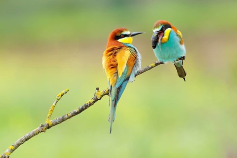 European Bee-eater (Merops apiaster) regurgitating pellet, Andalusia, Spain