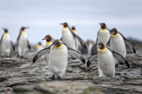 King Penguin (Aptenodytes patagonicus) group, South Georgia