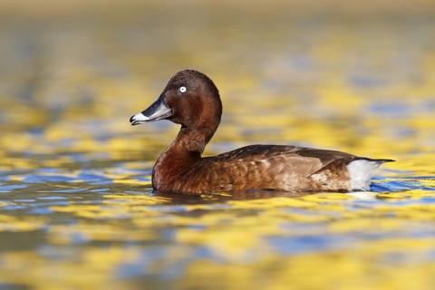 Hardhead (Aythya australis) male, Australia