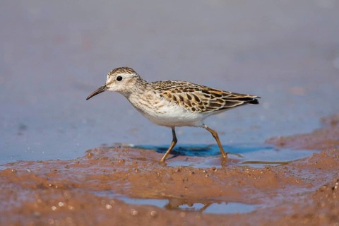 Least Sandpiper Calidris minutilla Beaver Bay, Minnesota, United States 15 September Adult