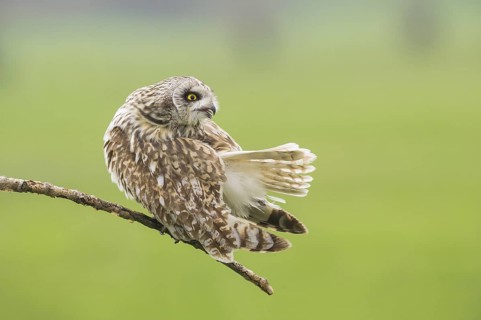 Short-eared Owl (Asio flammeus) perched on a branch, Emilia-Romagna, Italy