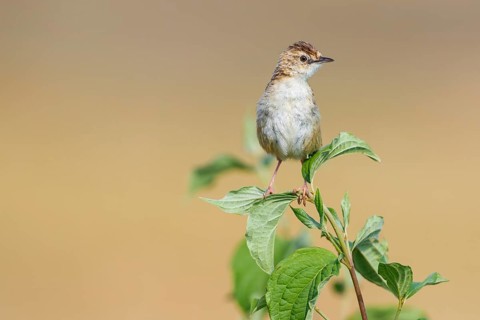 Zitting Cisticola (Cisticola juncidis) perched on a branch, Istria, Croatia
