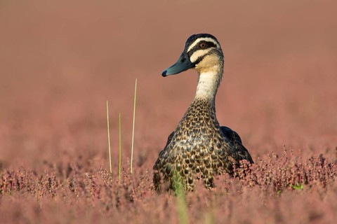 Pacific Black Duck (Anas superciliosa), Victoria, Australia