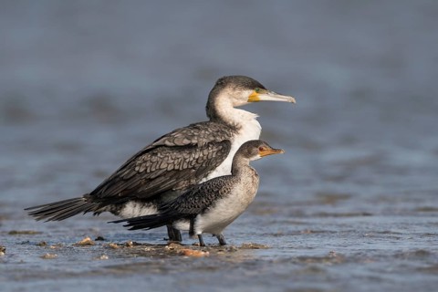 Great Cormorant & Reed Cormorant (Phalacrocorax carbo & Microcarbo africanus), Senegal