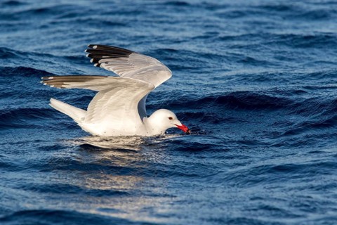 Audouin's Gull (Ichthyaetus audouinii), Ibiza, Spain