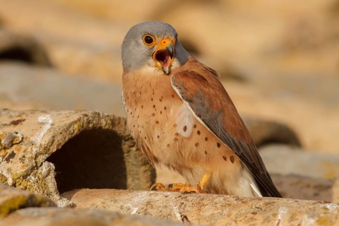 Lesser Kestrel (Falco naumanni), male calling, Castile-La Mancha