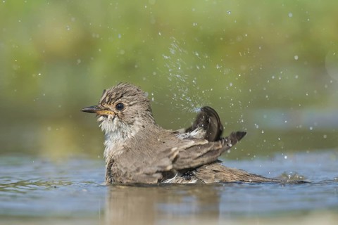 Spotted Flycatcher (Muscicapa striata) bathing, Aosta Valley, Italy