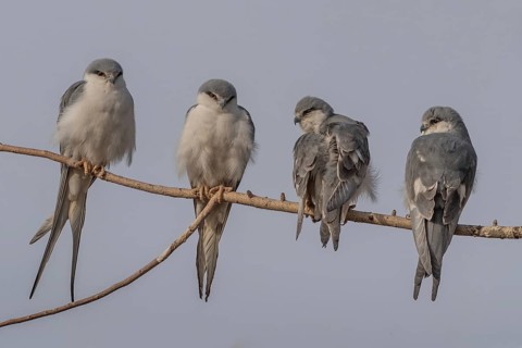 Scissor-tailed Kite (Chelictinia riocourii) group of four perched in tree, Senegal