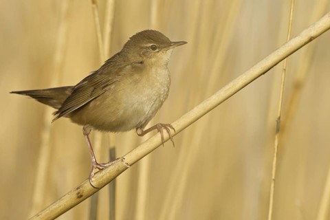 Savi's Warbler (Locustella luscinioides), Rhineland-Palatinate, Germany