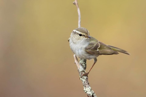 Yellow-browed Warbler - Gelbbrauen-Laubsänger - Phylloscopus inornatus, Russia (Ural)
