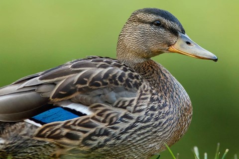 Mallard (Anas platyrhynchos), female portrait, Cairngorms National Park, Scotland, United Kingdom