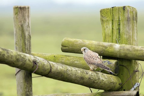 Torenvalk; Common Kestrel; Falco tinnunculus;