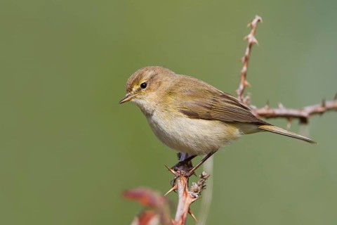 Common Chiffchaff - Zilpzalp - Phylloscopus collybita ssp. collybita, Germany