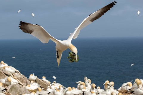 Northern Gannet (Morus bassanus) colony, Saltee Islands, Ireland