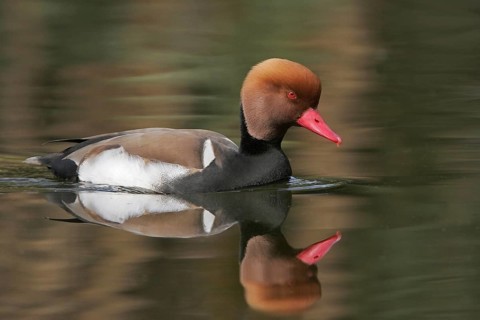 Red-crested Pochard (Netta rufina) male, Arizona, USA