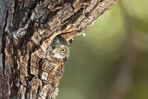 Northern Pygmy-Owl Glaucidium gnoma Huachuca Mountains, Cochise County, Arizona, United States 4