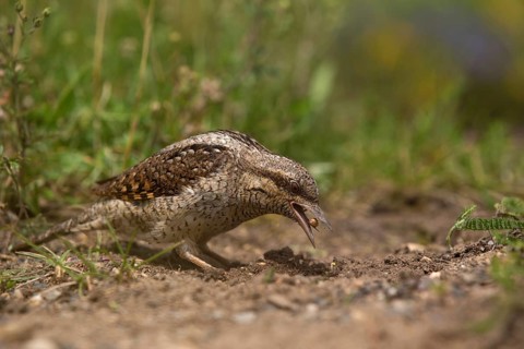 Eurasian Wryneck (Jynx torquilla) foraging, Saxony, Germany