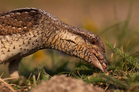 Eurasian Wryneck (Jynx torquilla) foraging, Saxony, Germany
