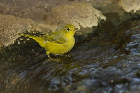 American Yellow Warbler (Setophaga aestiva), Arizona, USA