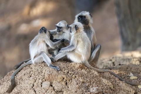 Northern plains gray langurs (Semnopithecus entellus), playing together, Bandhavgarh National Park,