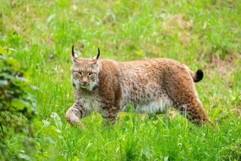 Eurasian lynx (Lynx lynx) walking in the grass, Bavaria, Germany