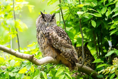 Eurasian eagle-owl (Bubo bubo) sitting on a branch, captive, Bavaria, Germany