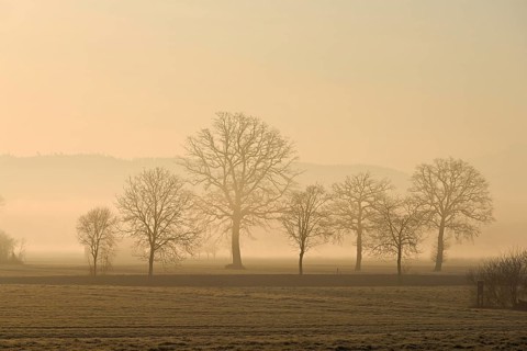 Meadows and trees in the early morning mist in the light of the rising sun, Reusstal, Aristau,