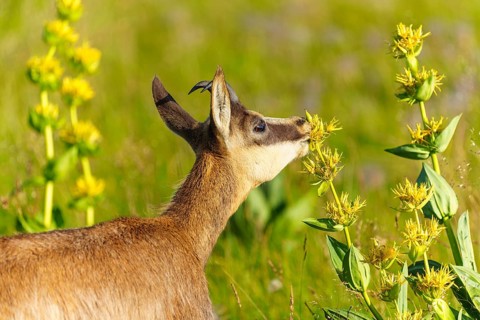 Chamois standing in a green meadow and smelling yellow flowers. Peaceful nature scene with bright