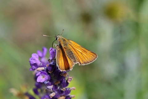 Large skipper (Ochlodes venatus), collecting nectar from a flower of Common lavender (Lavandula