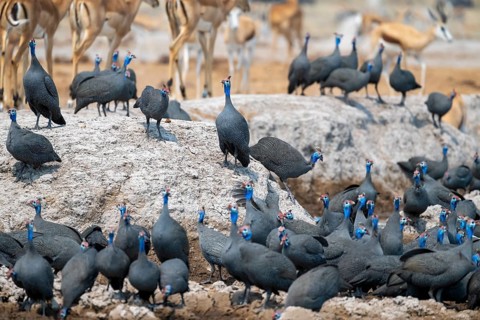 Helmeted guinea fowl (Numida meleagris), flock at the waterhole, Nxai Pan National Park, Botswana