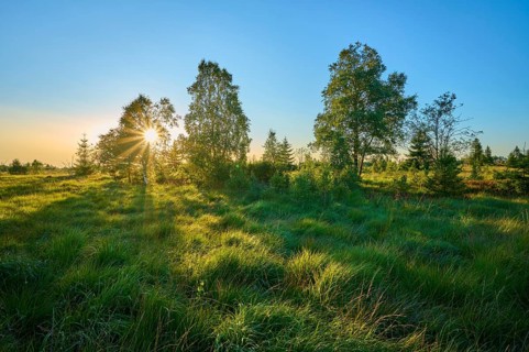 Sunlight breaks through a grove of trees and illuminates a wide, grassy landscape in the early