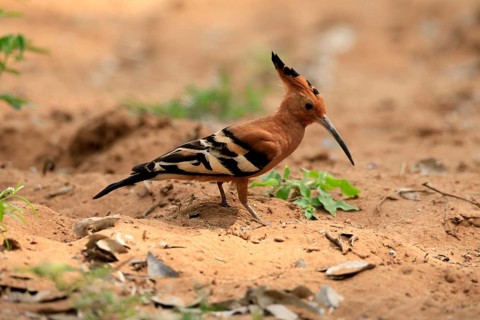 African hoopoe (Upupa africana), adult, alert, on the ground, foraging, Kruger, Kruger National