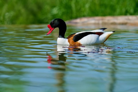 Shelduck (Tadorna tadorna), enjoys the water with a calm appearance, France